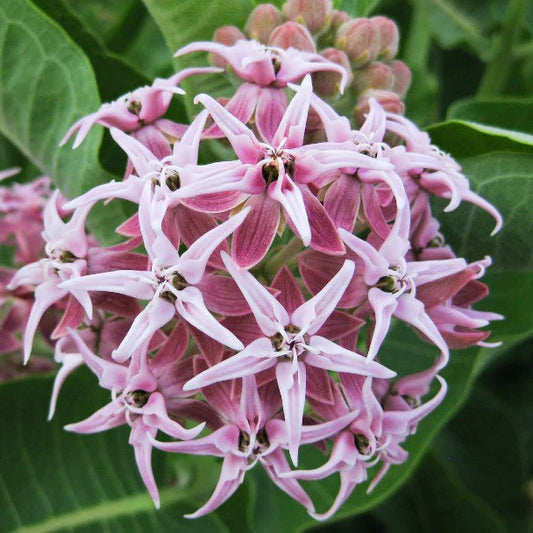 Showy Milkweed Asclepias – Perennial Garden Flower Seeds