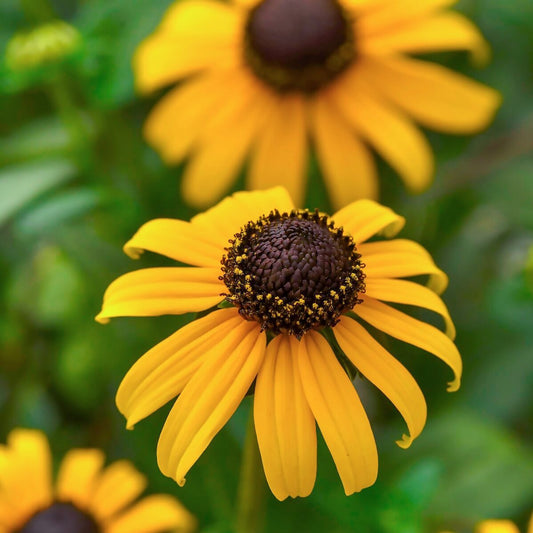 Sweet Black Eyed Susan Rudbeckia – Perennial Garden Flower Seeds
