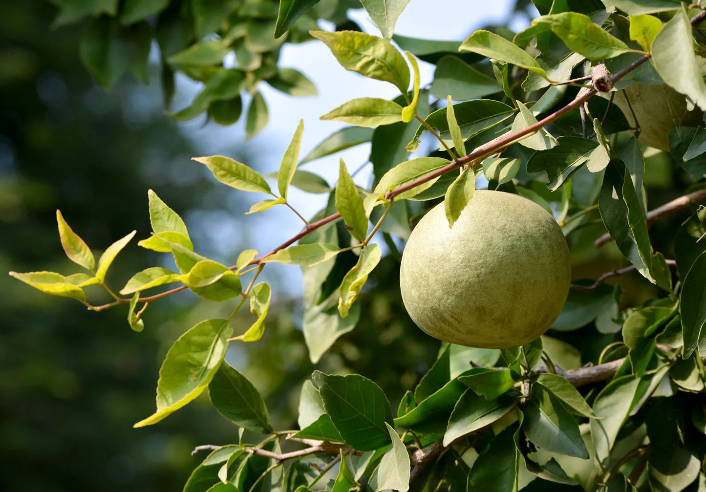 Aegle Marmelos – Indian Bael Fruit Shrub Tree Seeds