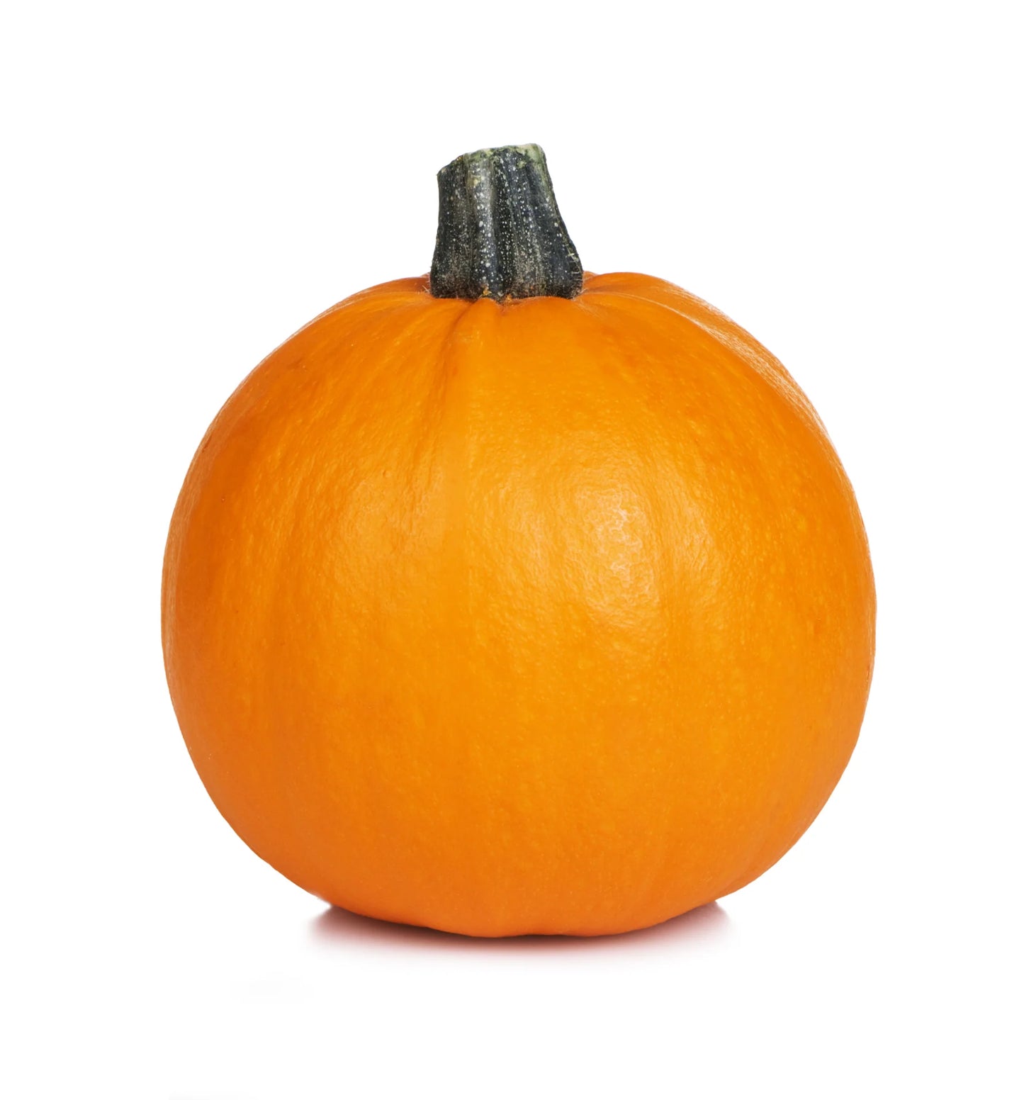 Pumpkin Small Sugar Pie Seeds – Compact Plant Variety for Home Gardening