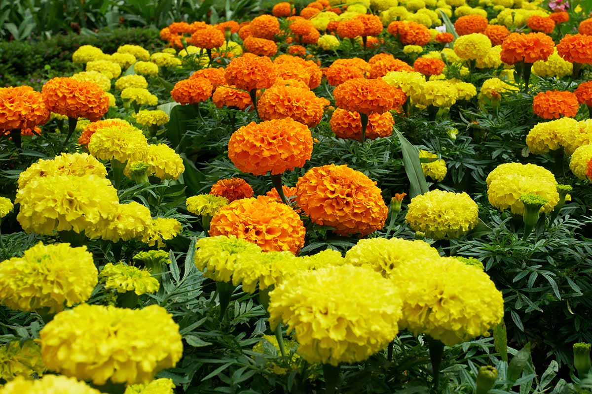 Marigold – Bright Annual Garden Flower Seeds
