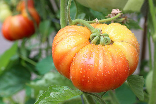 Behemoth Giant Tomato – Garden Fruit Seeds