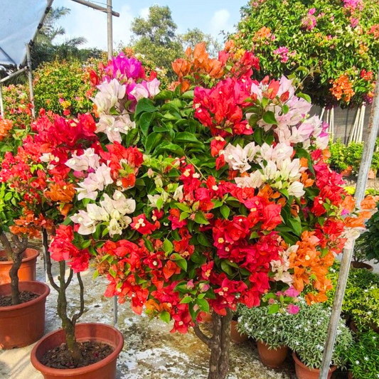 Mixed Bougainvillea Seeds - Multi-Color Flowering Vine Drought-Tolerant Tropical Climber