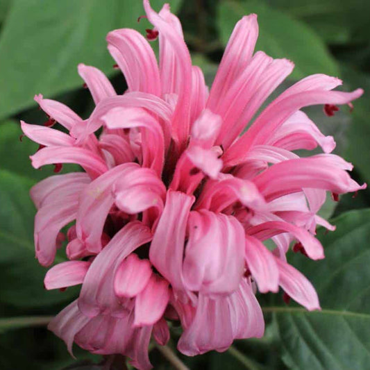 Pachystachys Pink Lutea Flower Seeds – Heirloom, Non-GMO, Ornamental Tropical Variety