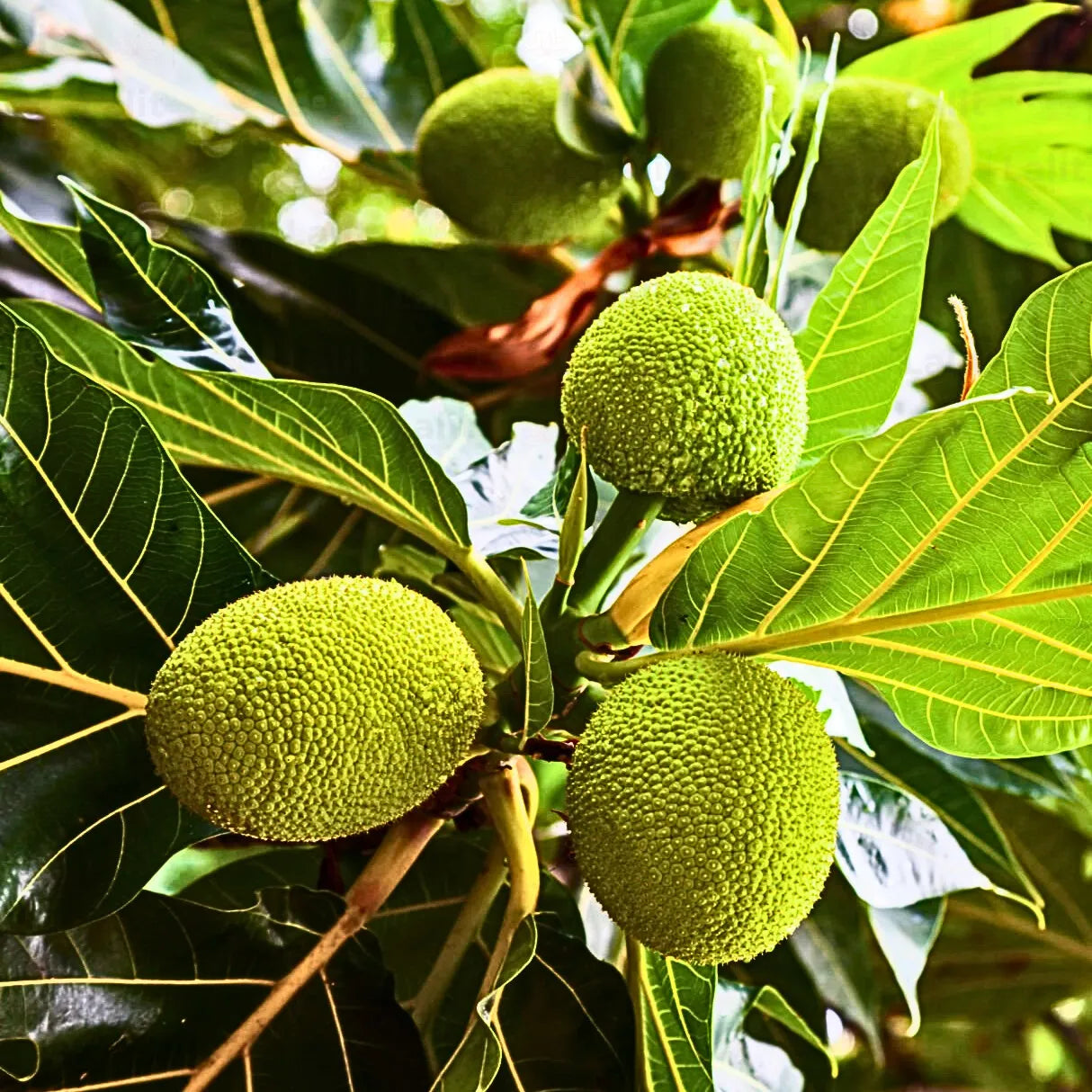 Breadfruit (Artocarpus altilis) Tree Seeds for Planting – Heirloom, Non-GMO, Fast-Growing, Edible Variety