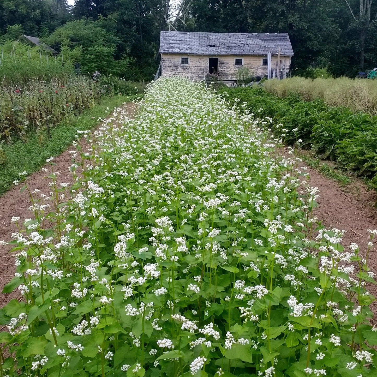 Ca Buckwheat Seeds – Dwarf Flower Seeds