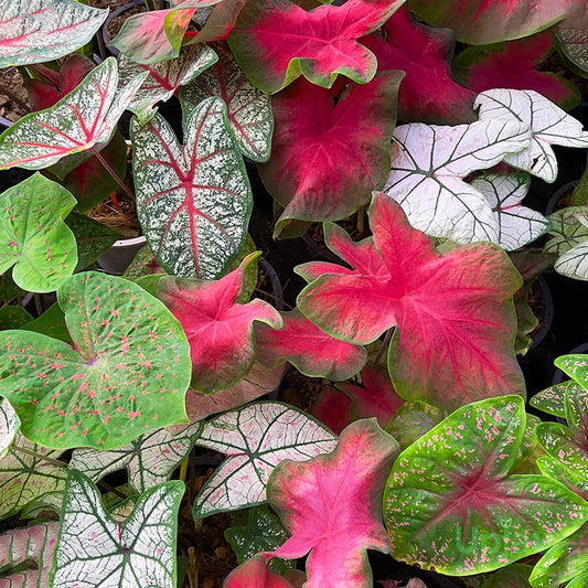Caladium Mix Seeds Colorful Foliage Plant Heart-Shaped Decorative Leaves for Home & Garden