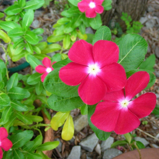 Periwinkle Catharanthus Roseus – Dwarf Little Flower Seeds