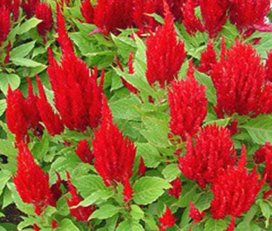 Celosia Nana Glitters Orange Celosia Plumosa – Colorful Garden Flower Seeds