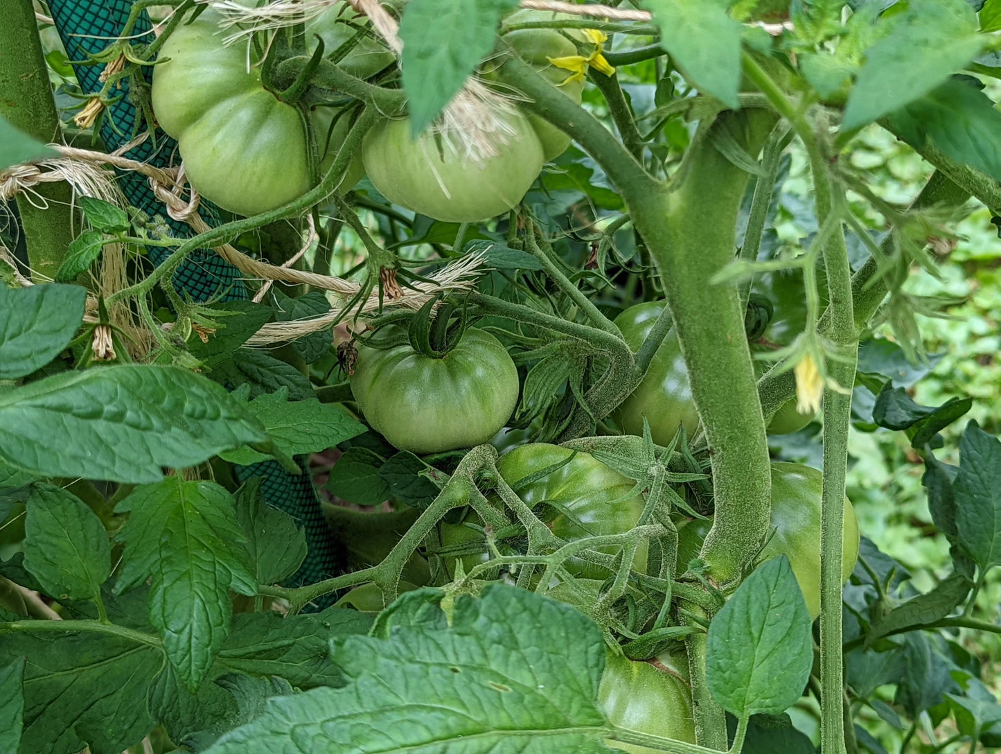 Longhorn Tomato – Heirloom Vegetable Garden Seeds