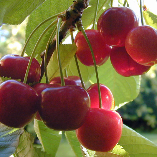 Cherry (Prunus) Seeds for Planting – Heirloom, Non-GMO, Easy to Grow, Indoor/Outdoor Variety