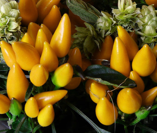 Chili Pepper Goldfinger Capsicum Annuum – Ornamental Garden Vegetable Seeds