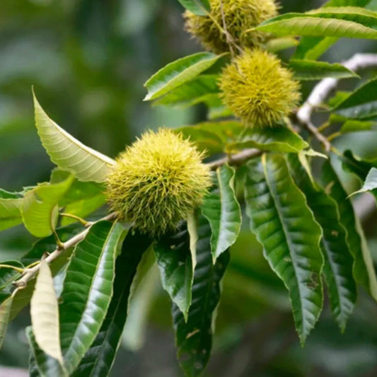 Chestnut Tree (Castanea spp.) Seeds for Planting – Heirloom, Non-GMO, Fast-Growing, Edible Nut Variety