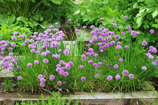 Chives Allium Schoenoprasum – Herb Garden Seeds
