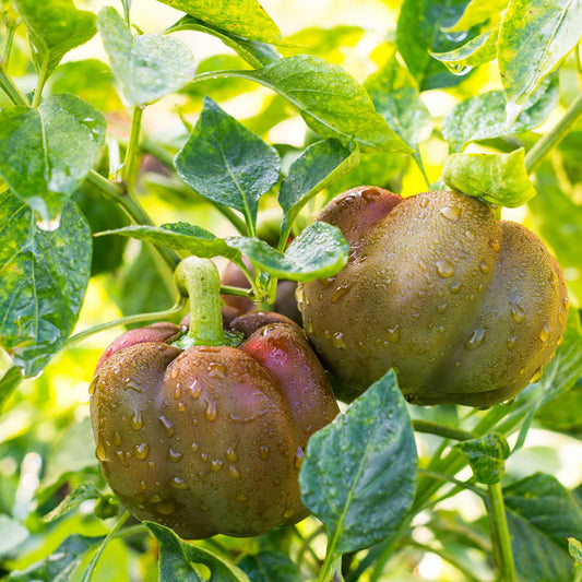 Chocolate Beauty Sweet – Garden Vegetable Seeds