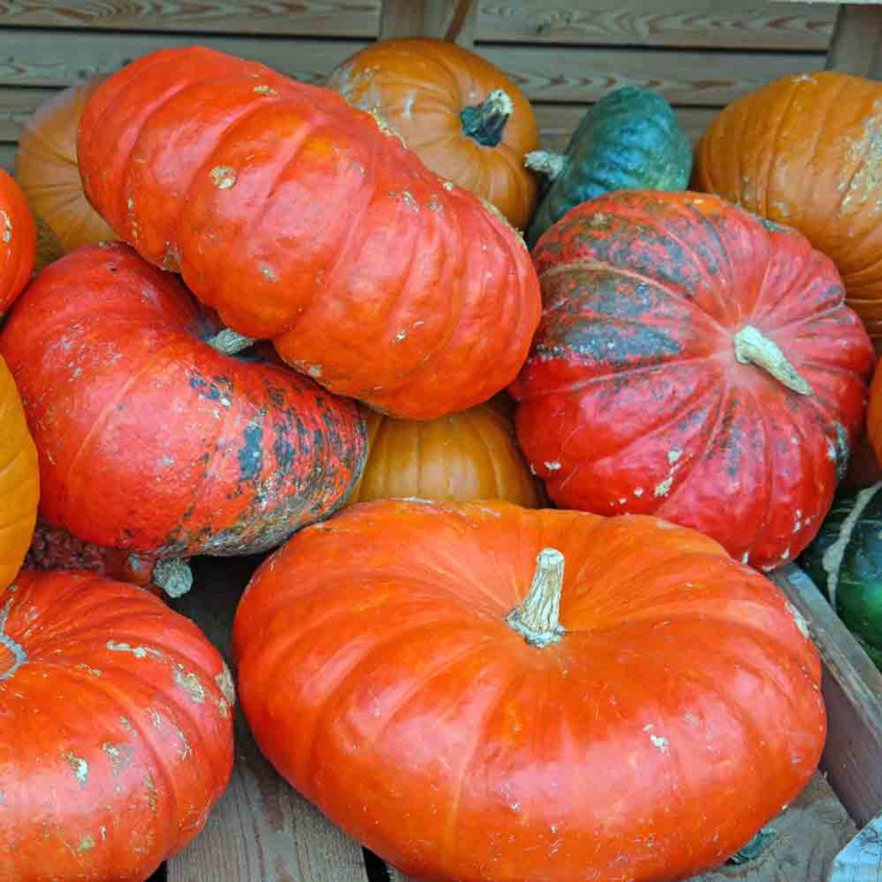 Pumpkin Cinderella Rouge Heirloom Seeds – Classic Garden Growing Variety
