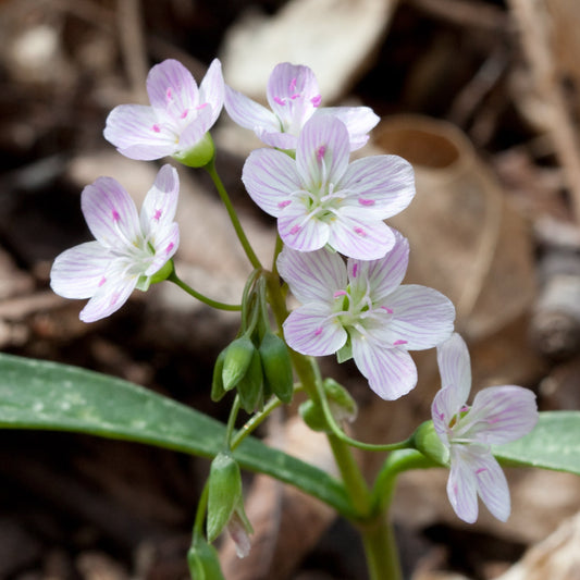 Virginia Spring Beauty Seeds Claytonia Virginica Early Spring Wildflower