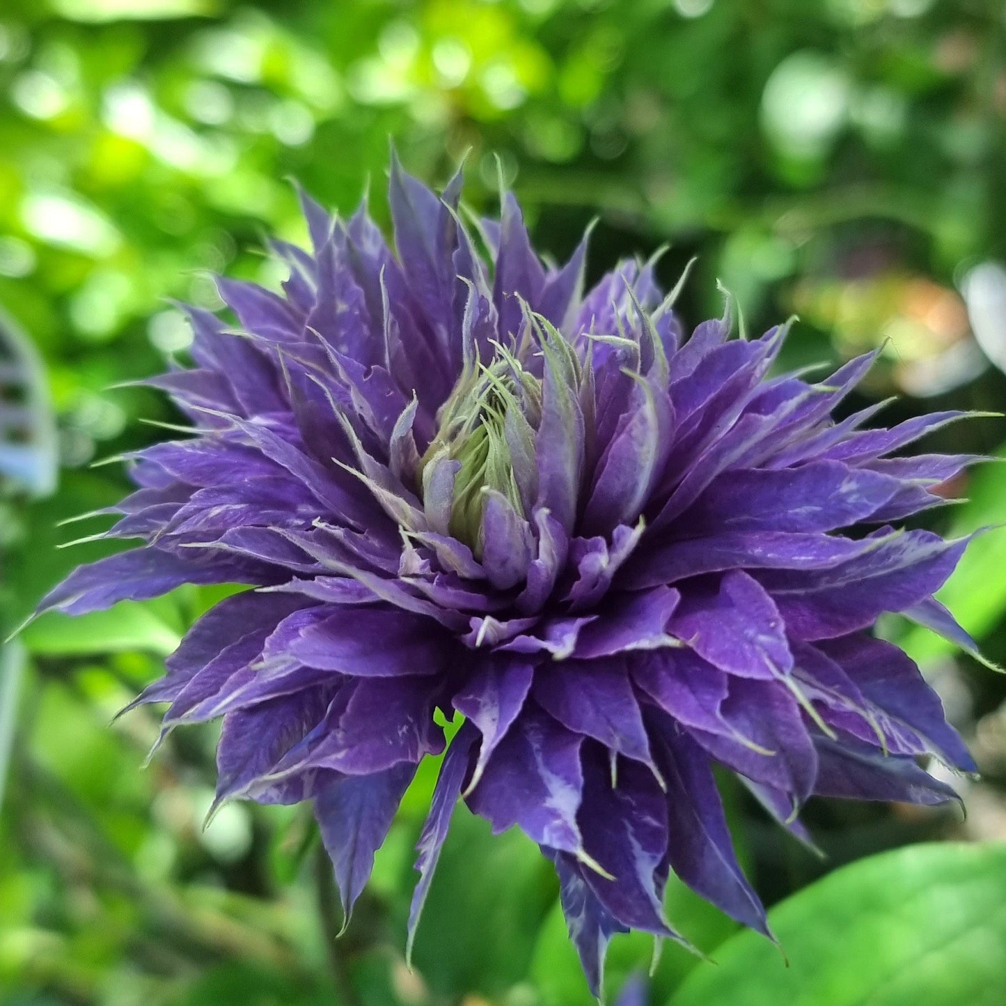 Clematis ‘Multi Blue’ Flower Seeds – Heirloom, Non-GMO, Perennial Climbing Variety