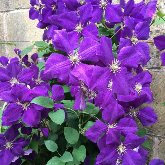 Clematis ‘Jackmanii’ Flower Seeds – Hardy Climbing Vine, Non-GMO, Long-Season Blooms