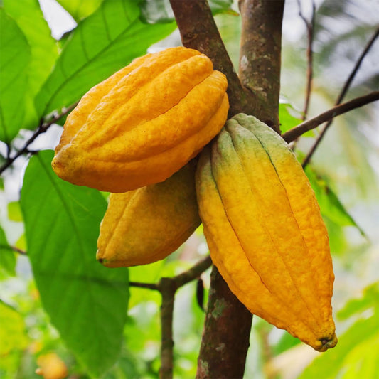 Bright Yellow Cacao Fruit Pod – Fresh Tropical Cocoa Pod for Growing & Display