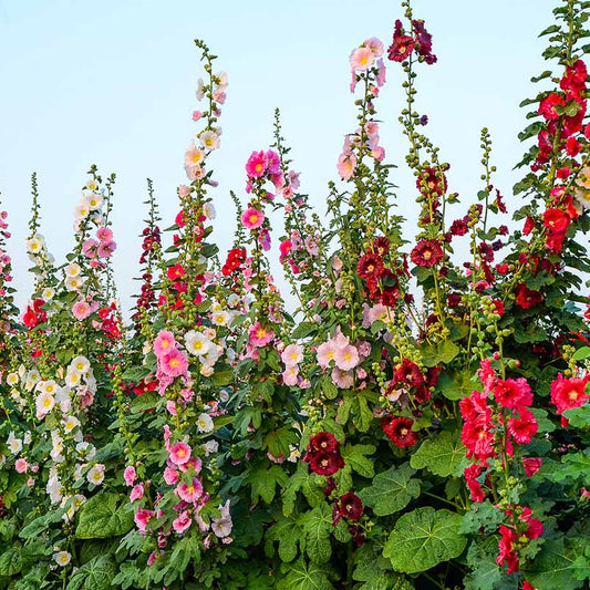 Alcea Rosea Hollyhock – Mixed, Perennial Flower Seeds