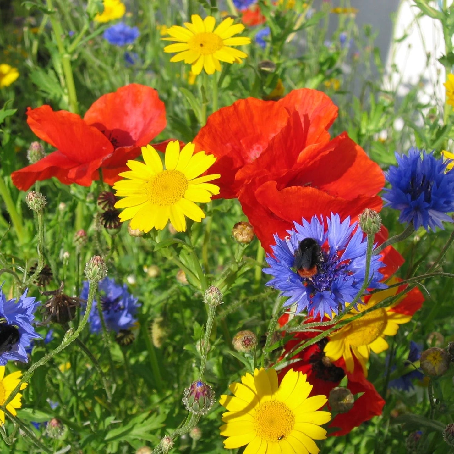 Wild Meadow Flower Mix Seeds – Heirloom, Non-GMO, Annual and Perennial Blend for Planting