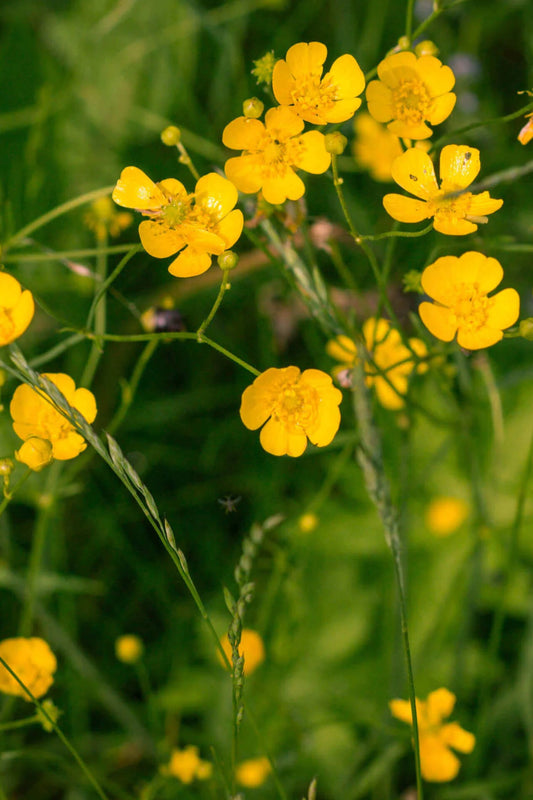 Western Buttercup – Long Blooming Field Flower Seeds