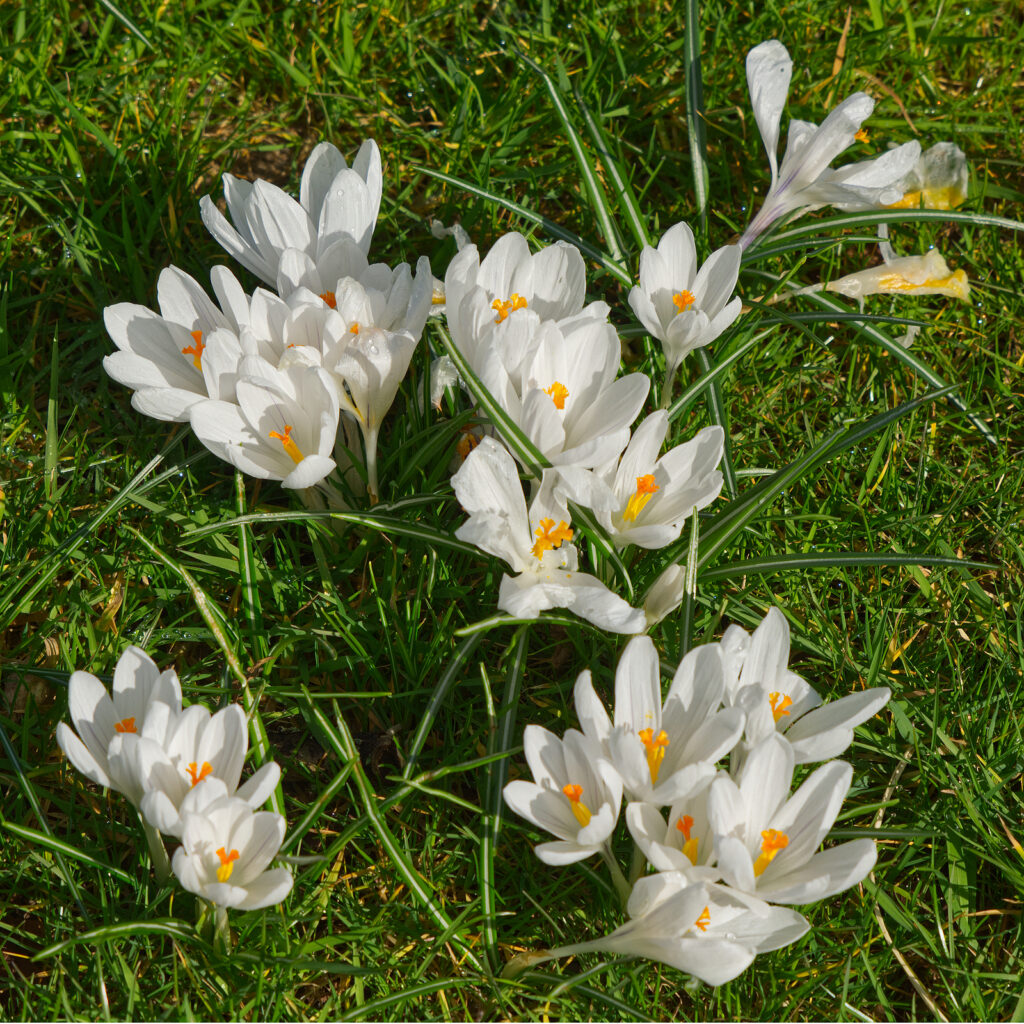 White Saffron Crocus Bulbs – Rare White Flowering Crocus for Gardens