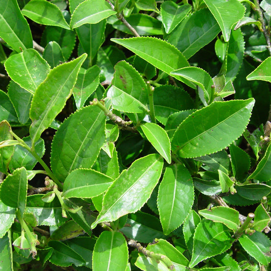 Camellia Sinensis Seeds Authentic Tea Plant Grow Your Own Green & Black Tea