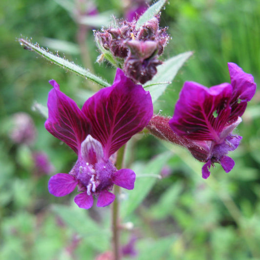 Cuphea viscosissima Seeds – Blue Waxweed, Heirloom, Non-GMO, Pollinator-Friendly Annual