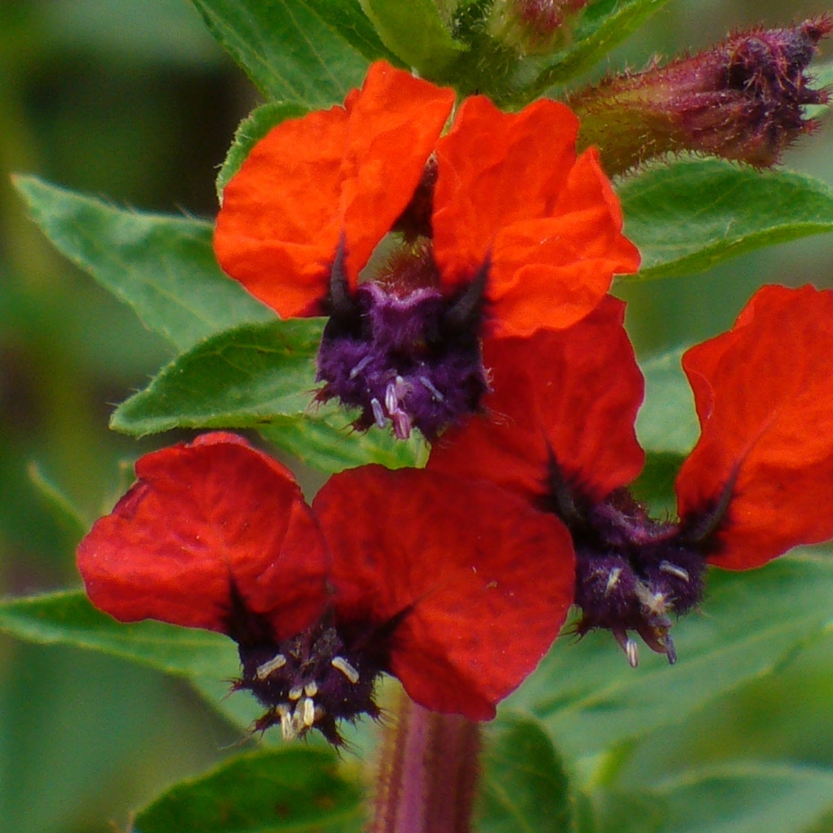 Cuphea llavea Seeds – Bat Face Cuphea, Heirloom, Non-GMO, Heat-Tolerant Annual