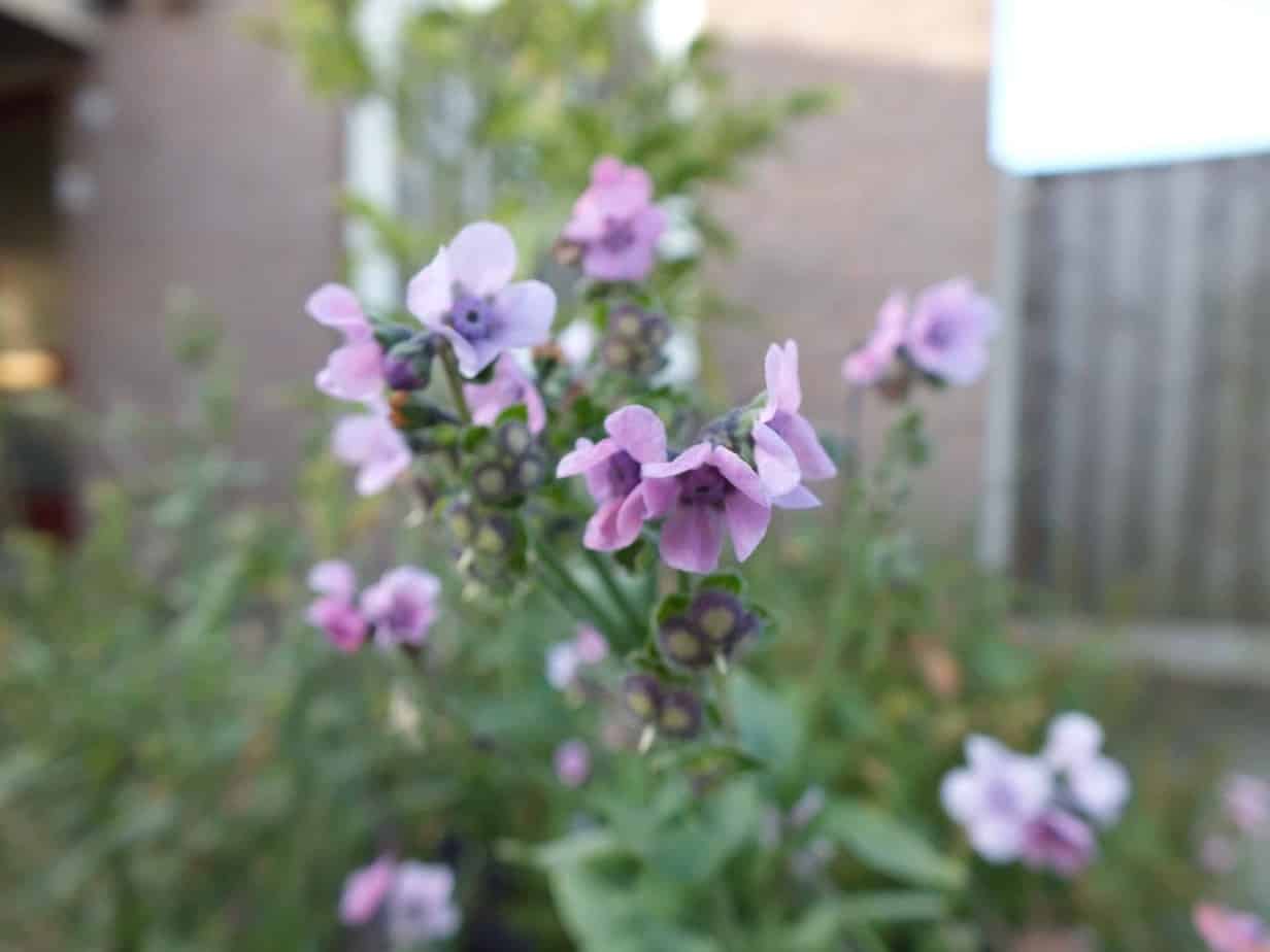 Forget Me Not Cynoglossum Amabile – Chinese Mystic Pink Flower Seeds