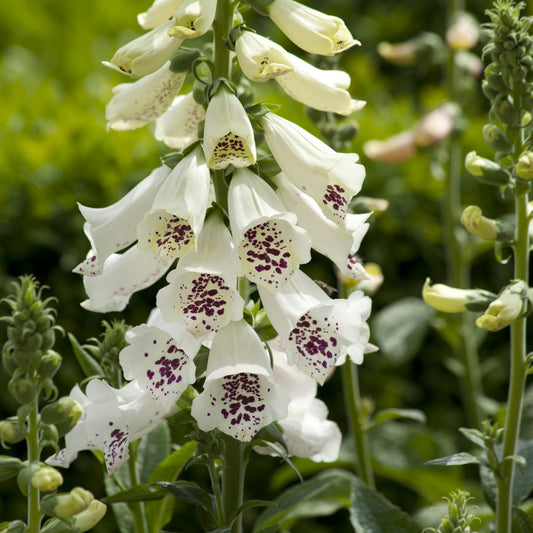 Digitalis Pure White – Garden Flower Seeds