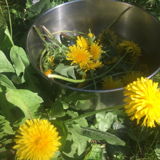 Dandelion – Perennial Herb and Salad Seeds
