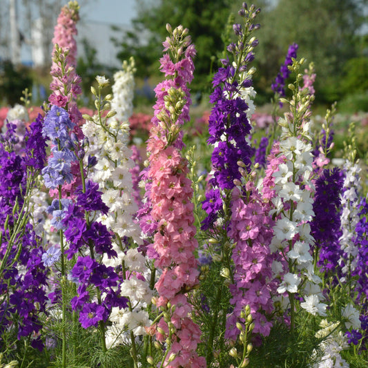 Imperial Mixed Rocket Larkspur – Colorful Wildflower Garden Seeds