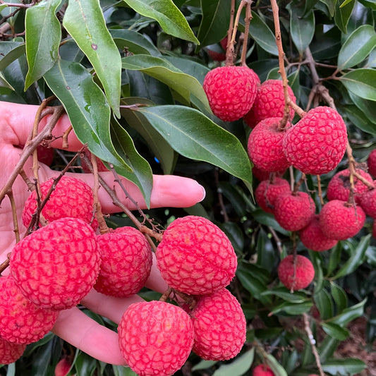 Sweetheart Lychee Seeds for Planting – Heirloom, Non-GMO, Litchi chinensis, Easy to Grow