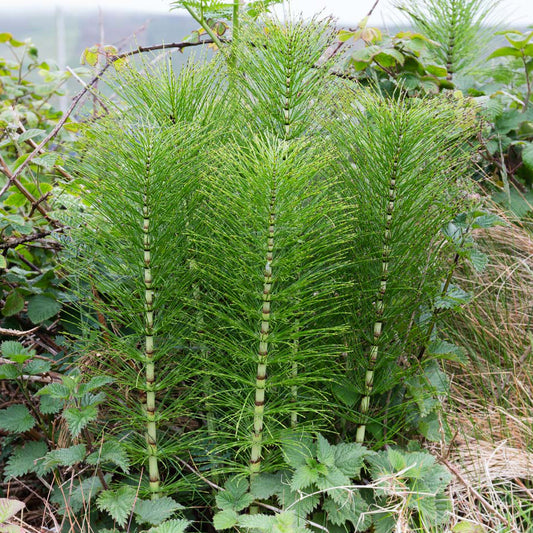 Equisetum arvense – Field Horsetail Plant for Landscaping