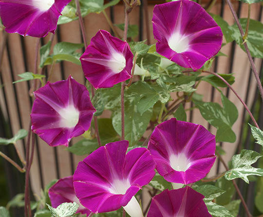 Cameo Elegance Japanese – Garden Flower Seeds