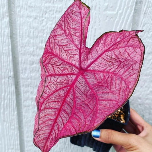 Caladium bicolor ‘Fannie Munson’ Ornamental Plant with Pink and Green Foliage