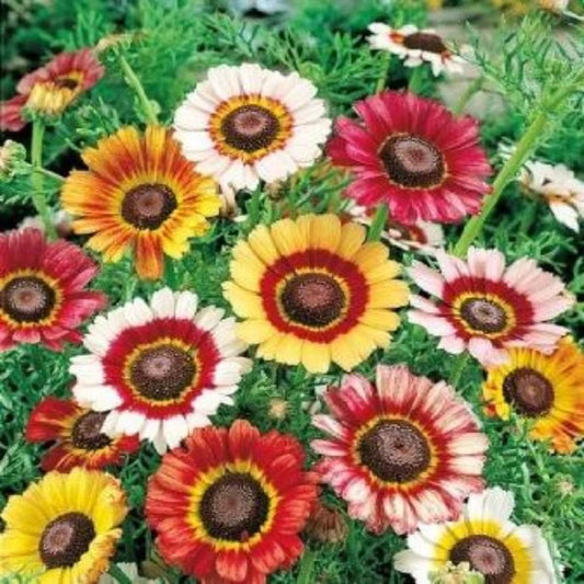 Painted Daisy – Colorful Wildflower Garden Seeds