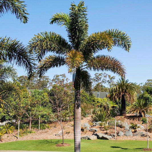 Foxtail Palm Wodyetia Bifurcata – Ornamental Tropical Tree Seeds