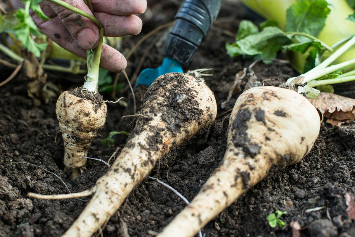 Raregiantbutterscotch Parsnipmedicinal Seedssweeter – Garden Vegetable