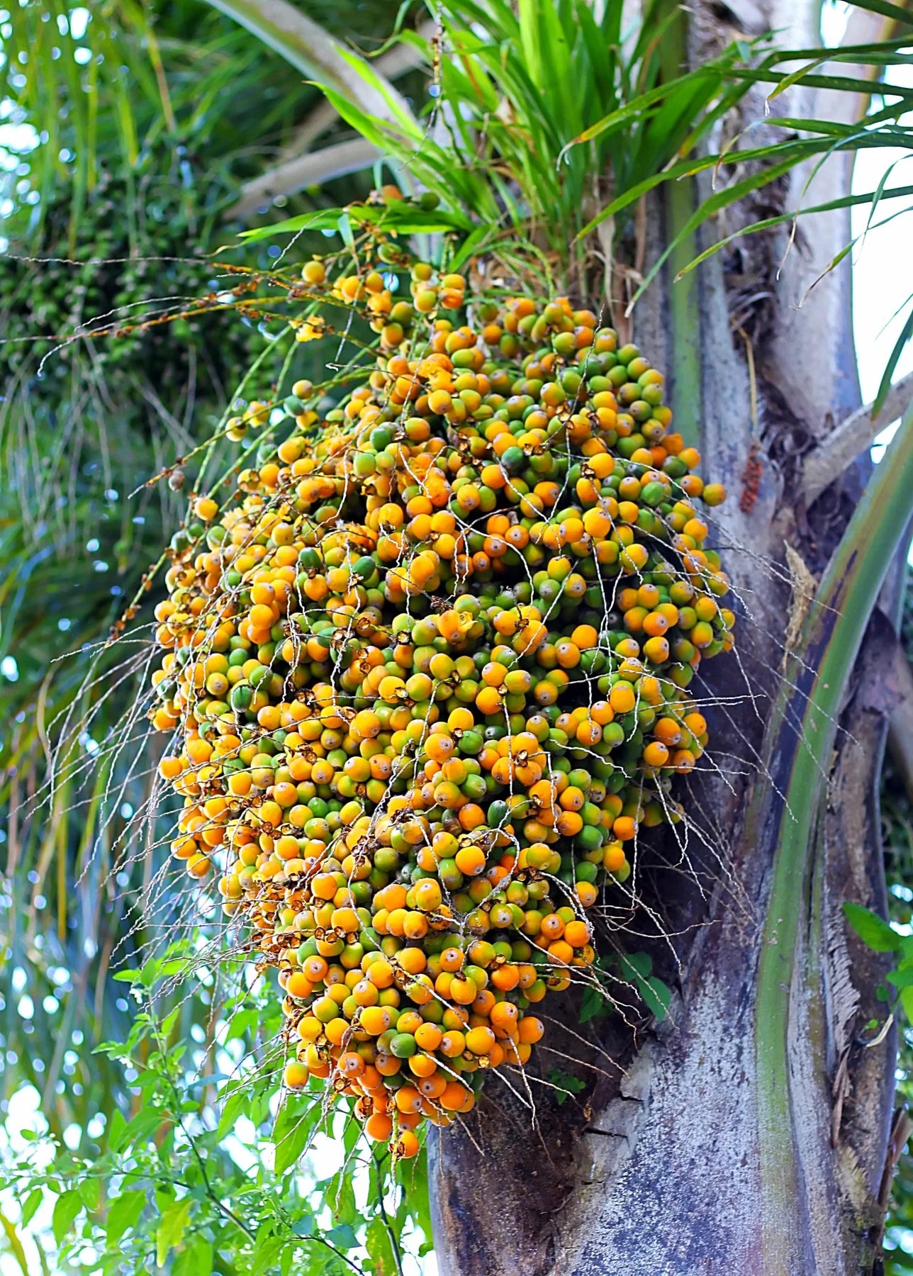 Pindo Palm Tree Seeds Butia Capitata - Edible Jelly Palm - Tropical Fruit & Ornamental Tree