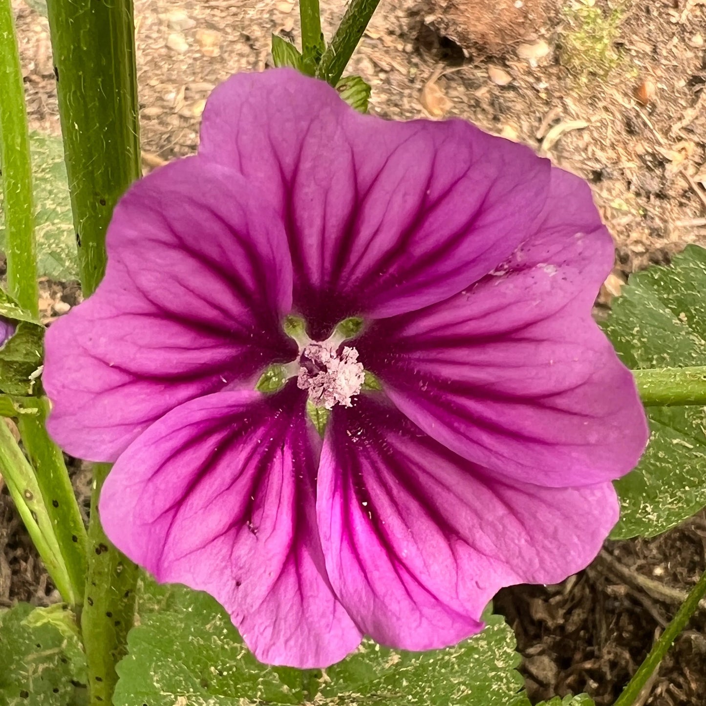Malva Mystic Merlin – Perennial Flower Seeds