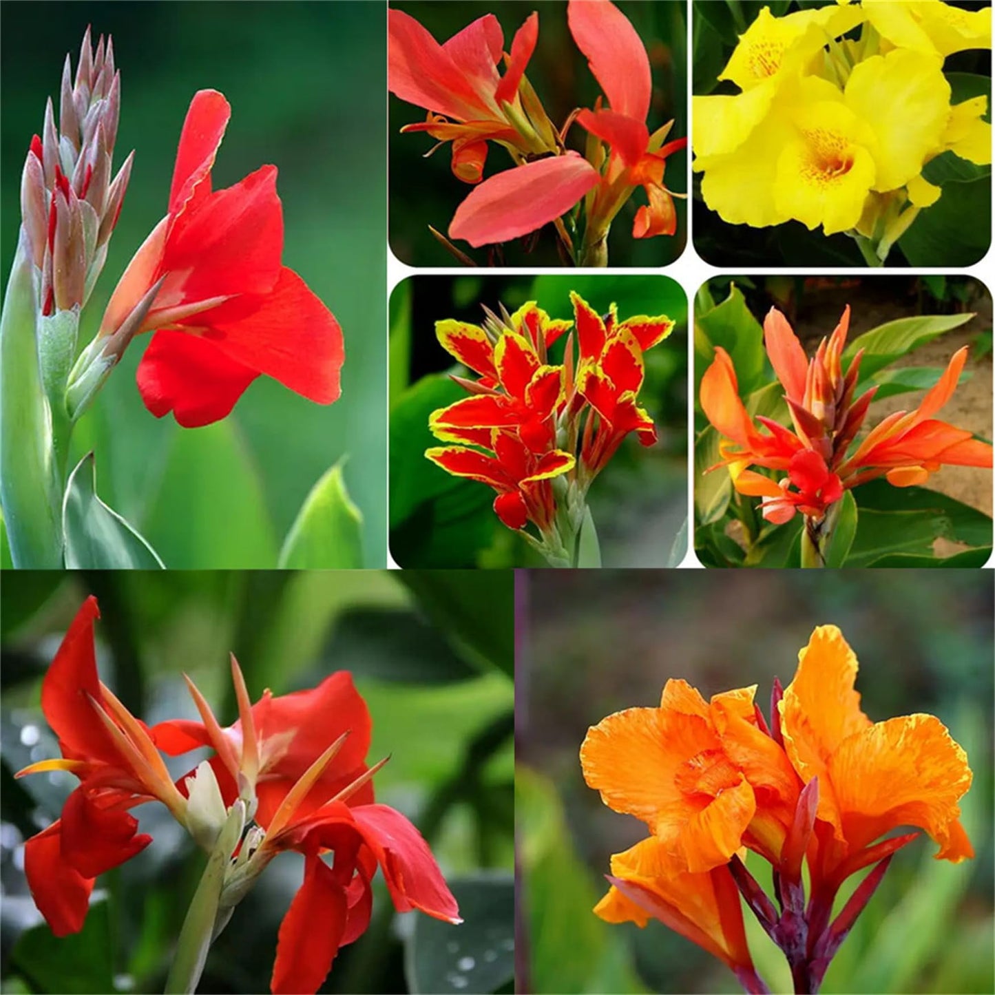 Lily Of The – Mixed, Perennial Flower Seeds