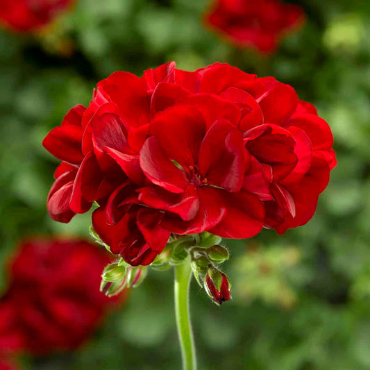 Geranium Calliope Dark Red Seeds Vibrant Garden Blooms Long-Lasting Hybrid Flower
