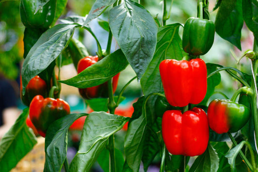 Aji Dulce Pepper (Capsicum chinense) Seeds for Planting – Heirloom, Non-GMO, Easy to Grow, Caribbean Variety