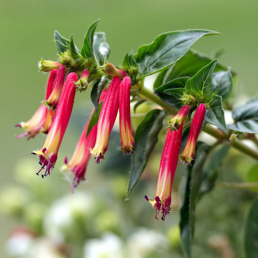 Cuphea Red Ignea Seeds (Cigar Flower) – Heirloom, Non-GMO, Compact Ornamental Variety