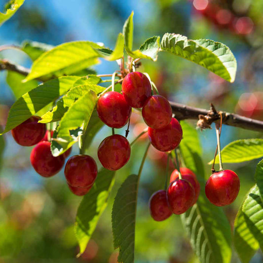Cherry (Prunus avium) Seeds for Planting – Heirloom, Non-GMO, Easy to Grow, Fruit-Bearing Variety