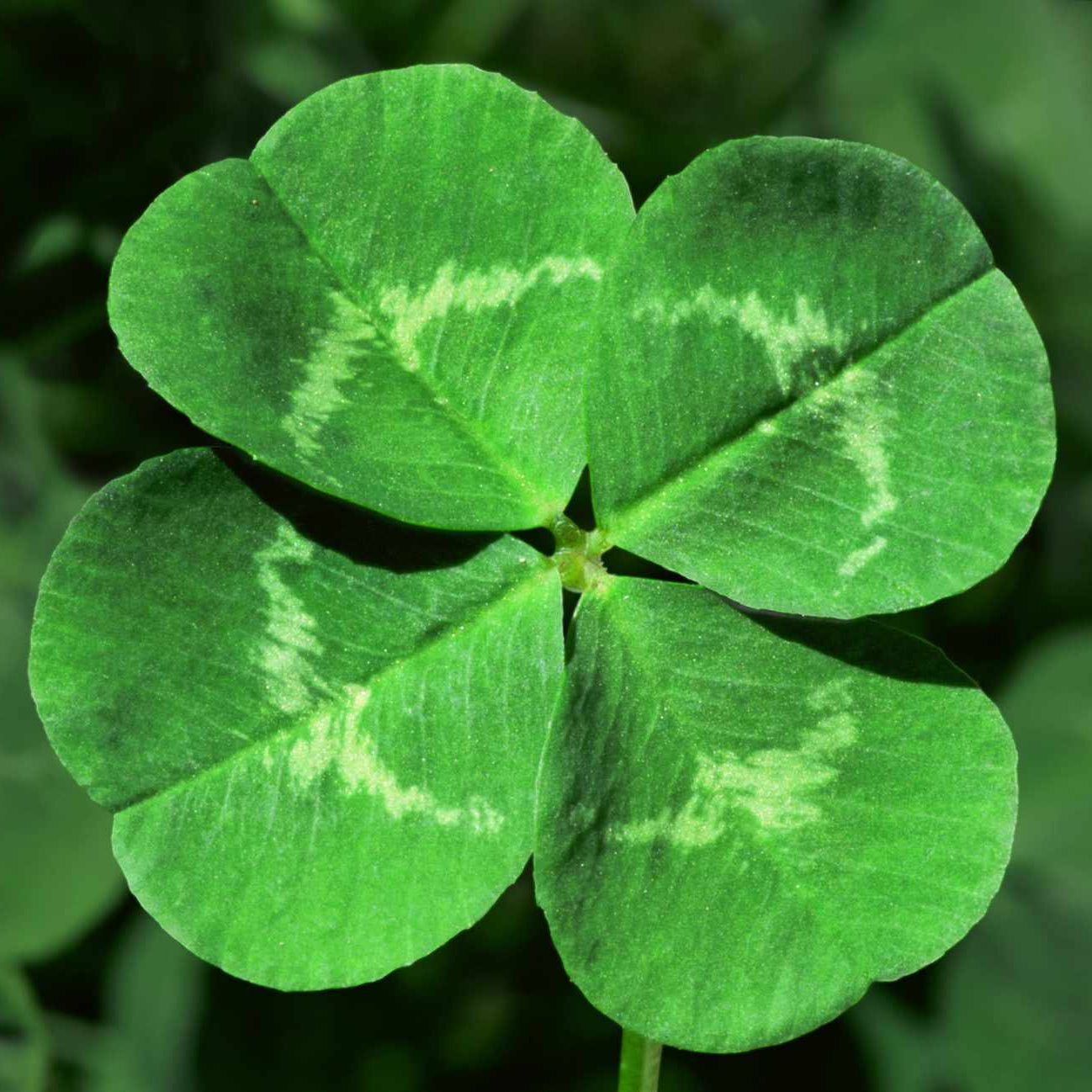 Lucky Clover Mix Seeds for Planting – Four-Leaf and Standard Clover, Heirloom, Non-GMO, Easy to Grow